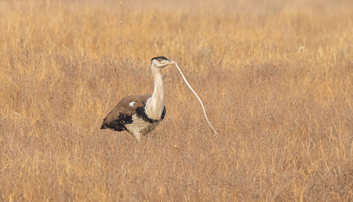 Birding Desert National Park