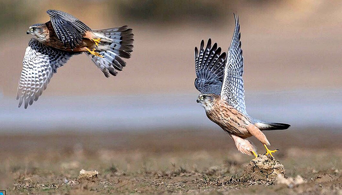 Birding Desert National Park