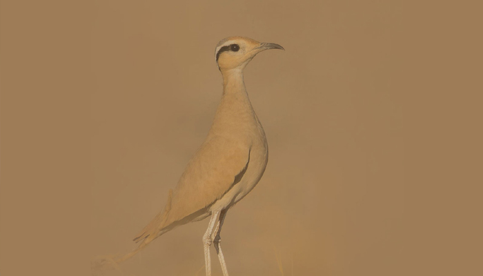 Birding Desert National Park