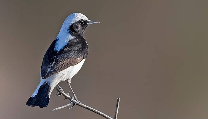 Birding Desert National Park