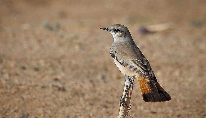 Birding Desert National Park