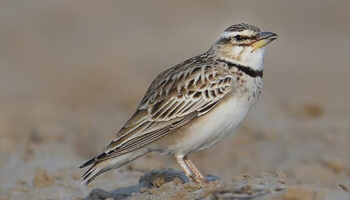 Birding Desert National Park